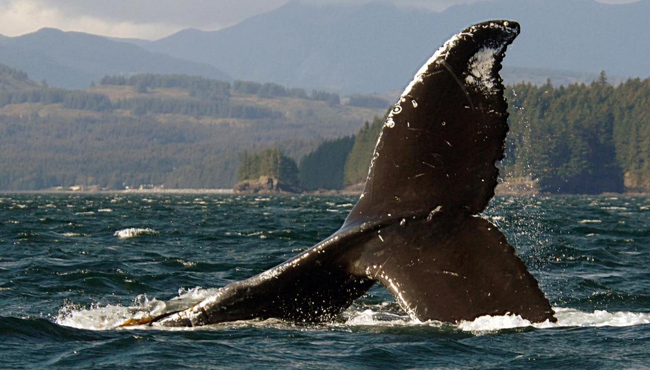 Kodiak Compass Suites Экстерьер фото